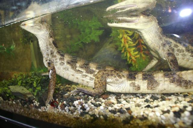 Caiman crocodilus 6