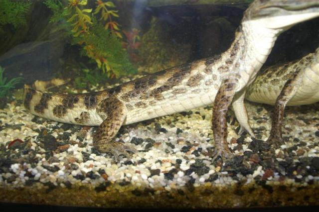 Caiman crocodilus 7