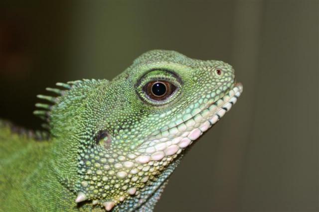Physignatus Coccincinus 8