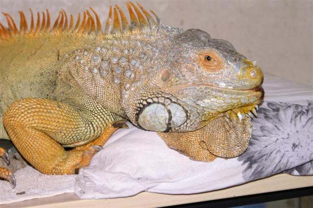 Iguana 03