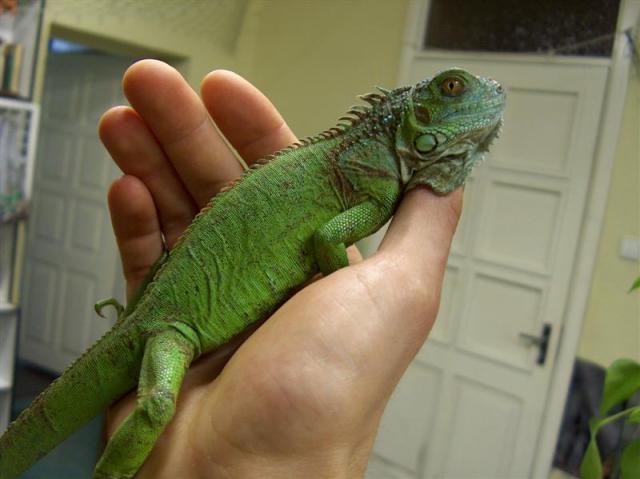Iguana 04