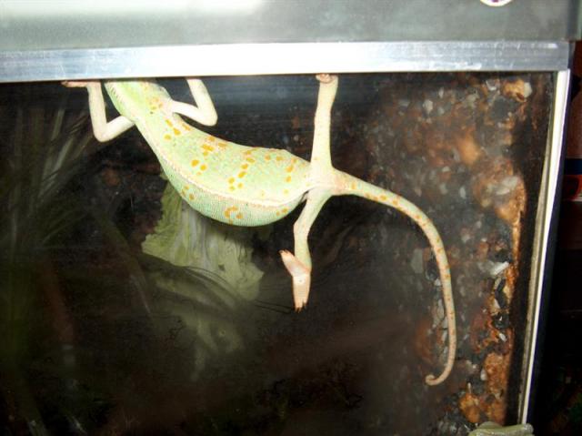 Chameleonas 3