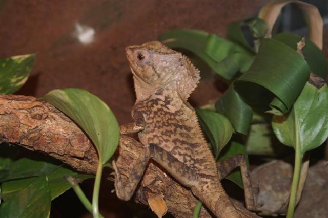 Iguana 05