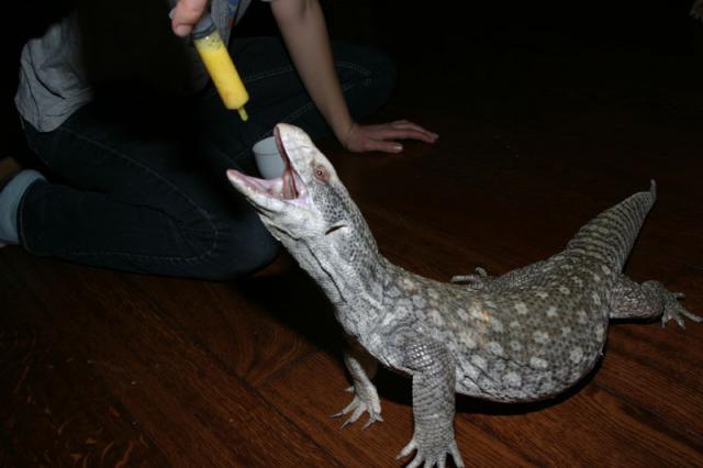 Mano stepinis varanas