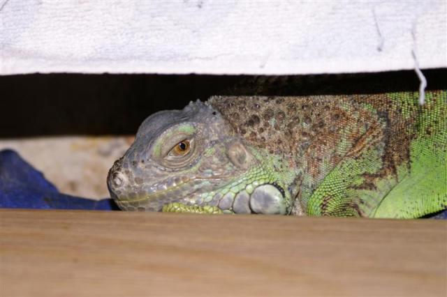 Iguana 07