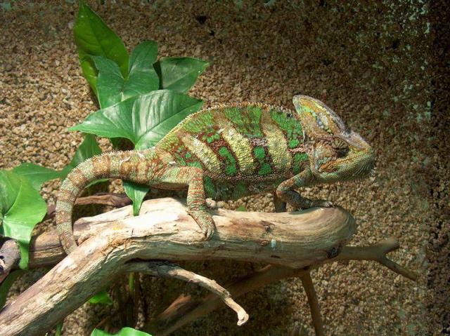 Chameleonas 4