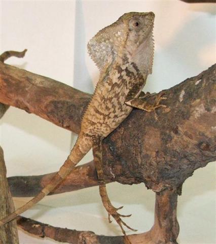 Iguana 08
