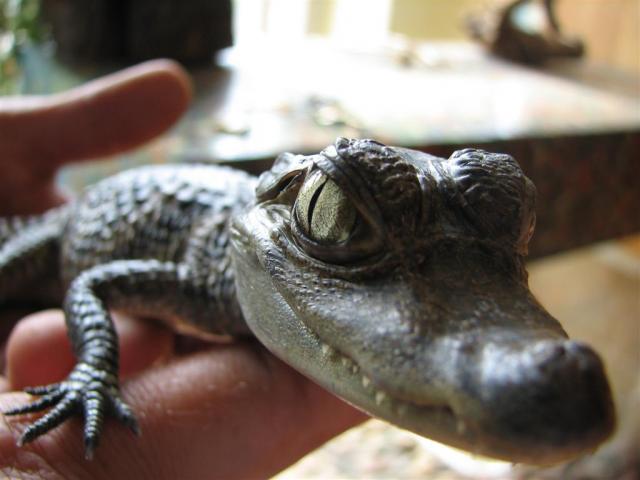 Caiman crocodilus 3