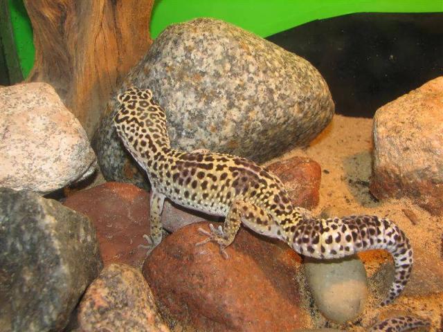 Eublepharis macularius 01