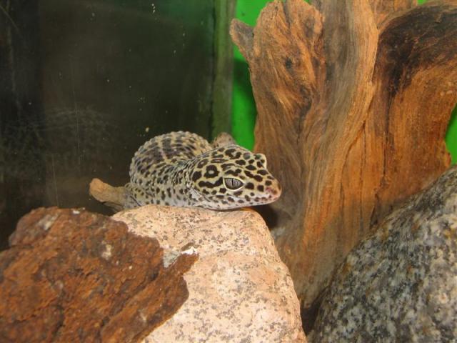 Eublepharis macularius 03