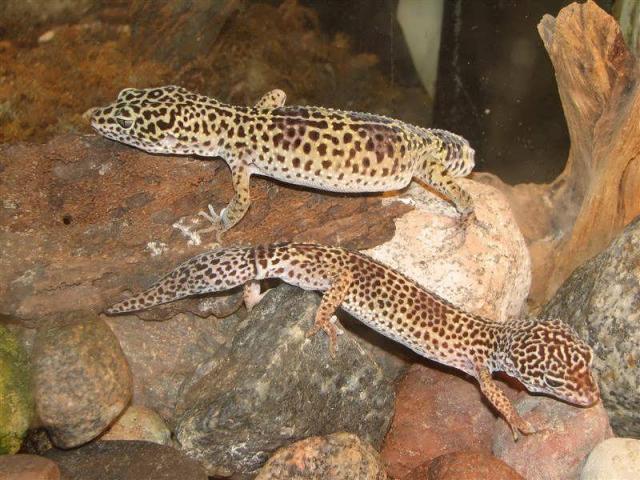Eublepharis macularius 04