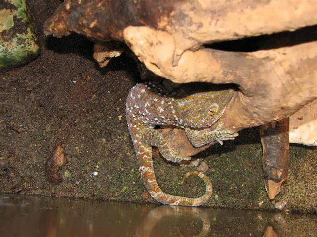 Gekko geko 02