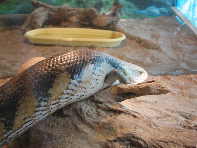 Scinkas - Tiliqua gigas 01