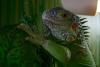 Spausk peržiūrai 45362_t1.jpg