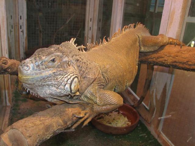 Iguana 09