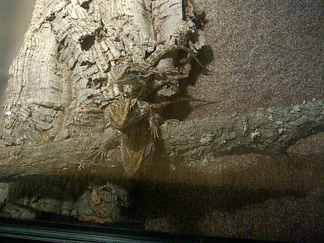 Mano Bearded Dragons