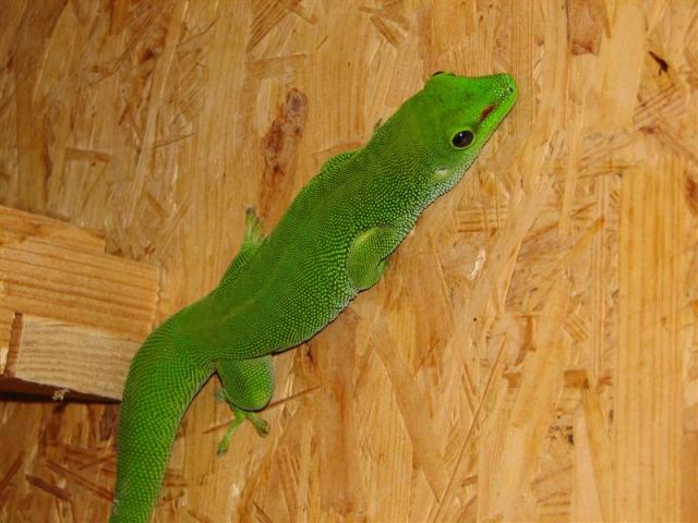 Phelsuma madagascariensis grandis 02