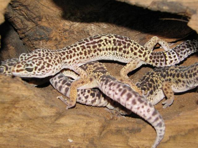 Eublepharis macularius 5