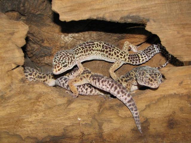 Eublepharis macularius 6