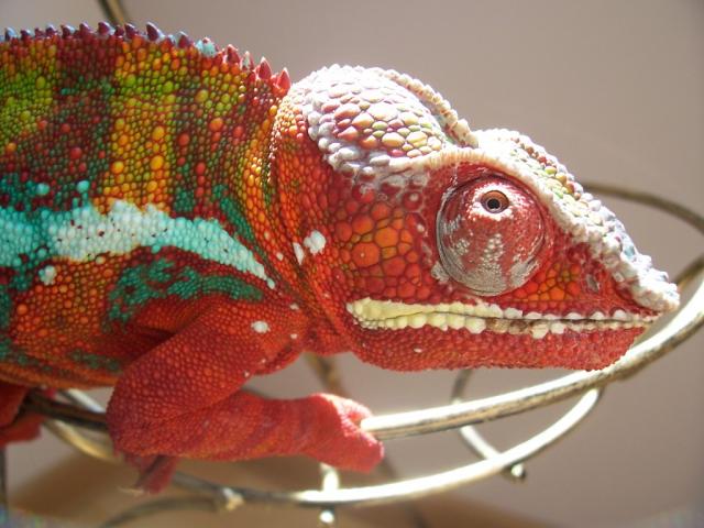 Furcifer pardalis