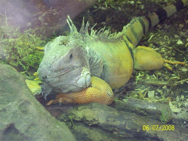 Iguana