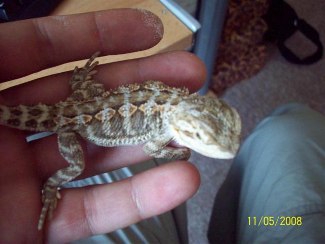 Barzdotoji agama