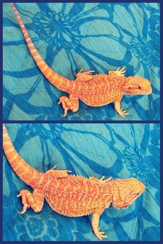 barzdotoji agama