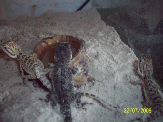 Barzdotoji agama 