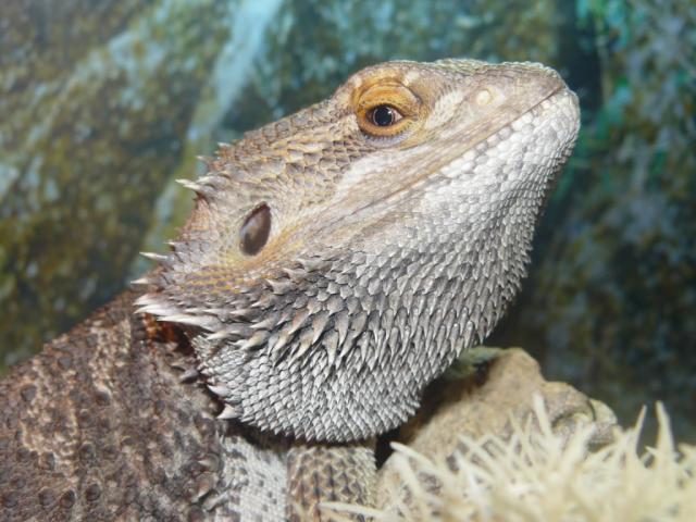 Pogona vitticeps