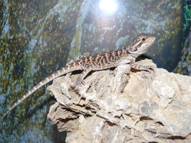 Pogona vitticeps 
