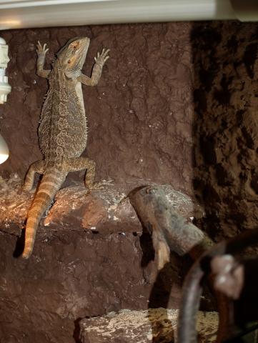 Agama