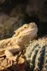 agama_t1_1_2_3_4_5_6_7.jpg