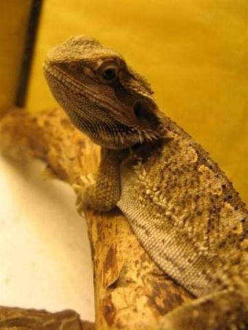 Pogona vitticeps