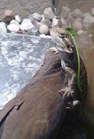 Pogona vitticeps