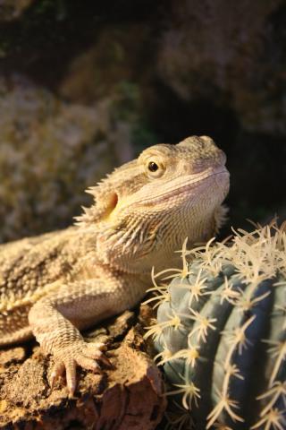 Pagona Vitticeps