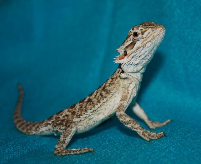 Pogona vitticeps