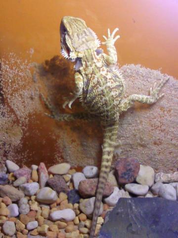 Pogona vitticeps