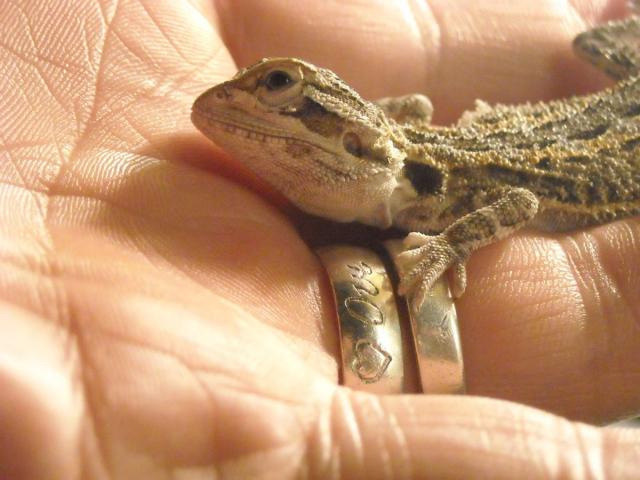 agamiukas