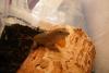 anolis_t1_1_2.jpg