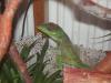 anolis_t1_1_2_3.jpg