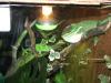 anolis_t1_1_2_3_4.jpg