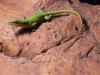 anolis_t1_1_2_3_4_5_6.jpg