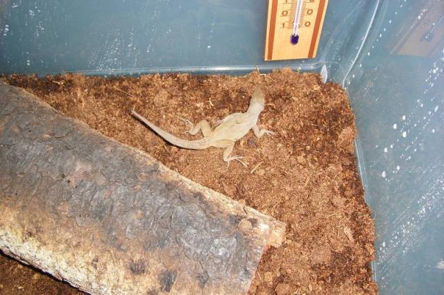 Anolis