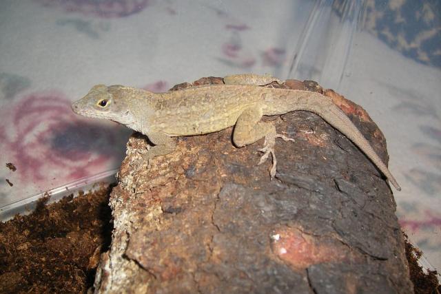 Anolis