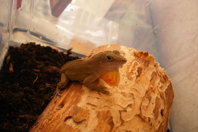 Anolis