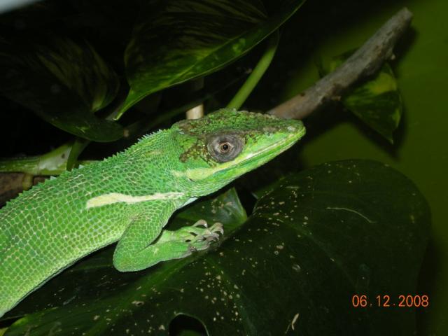 Anolis equestris