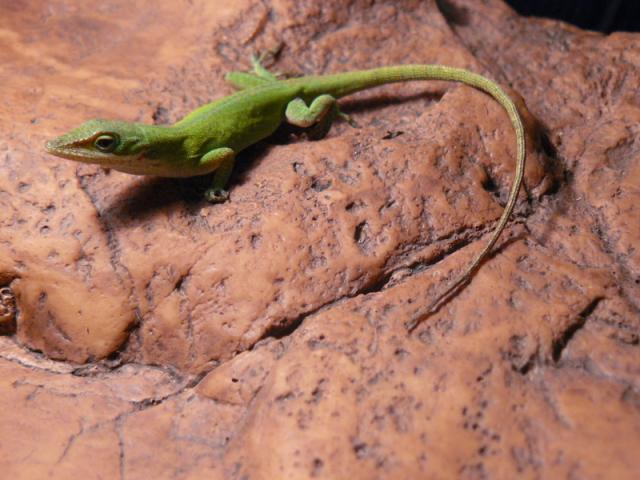 Anolis carolinensis