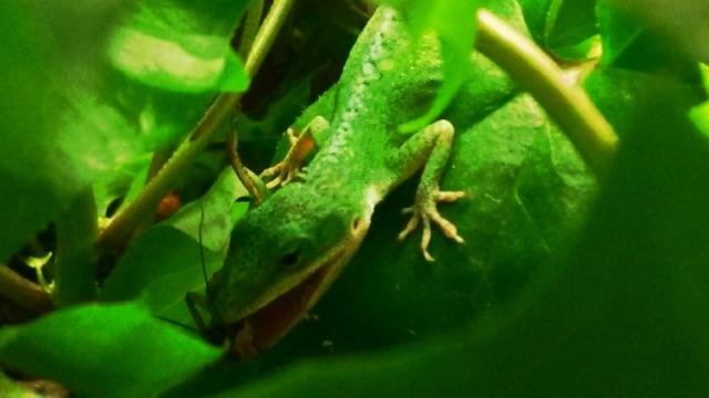 Anolis carolinensis