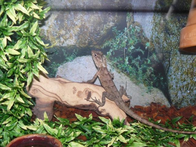 Calotes versicolor