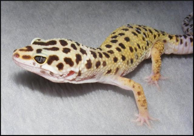 E. macularius